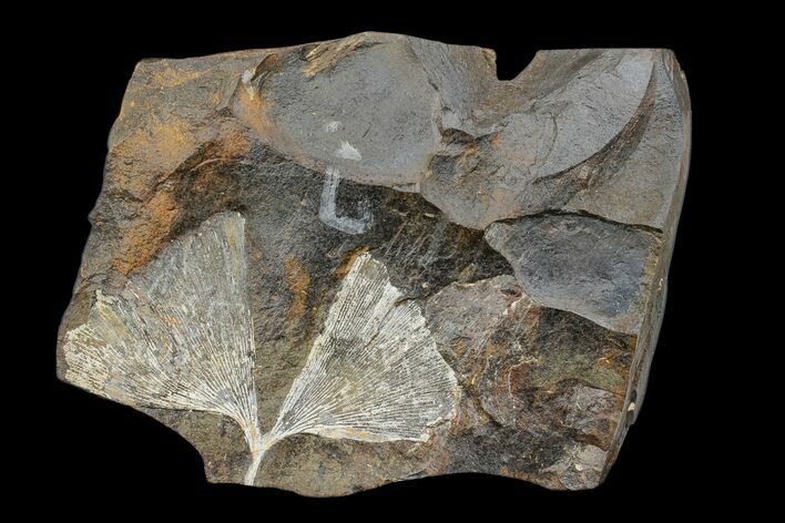 Fossil Ginkgo Leaf From North Dakota - Paleocene #174189